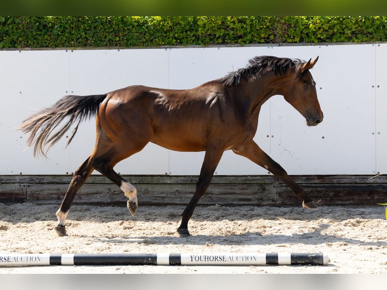 KWPN Étalon 2 Ans 165 cm Bai in Waddinxveen