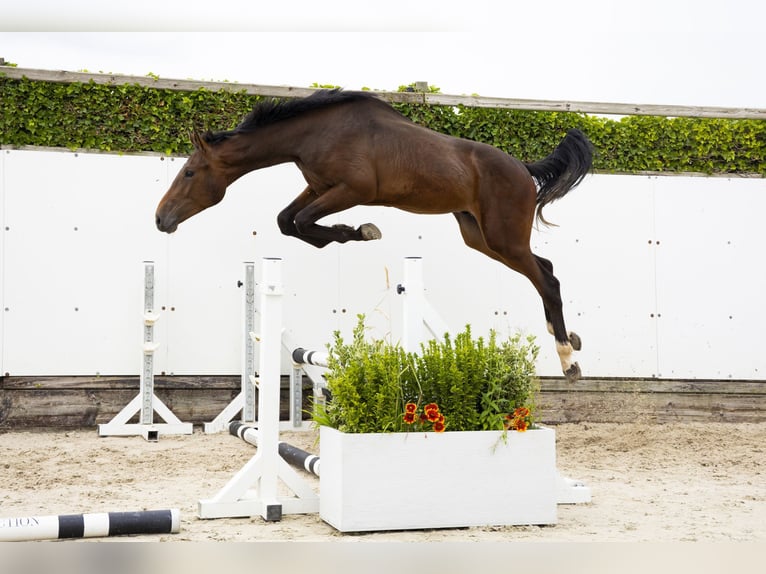KWPN Étalon 2 Ans 165 cm Bai in Waddinxveen