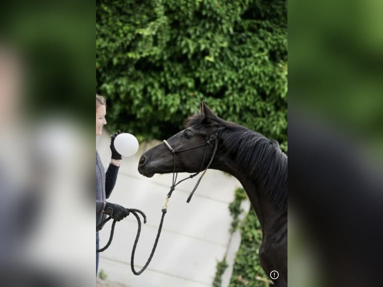 KWPN Étalon 2 Ans 165 cm Noir in Oisy Le Verger