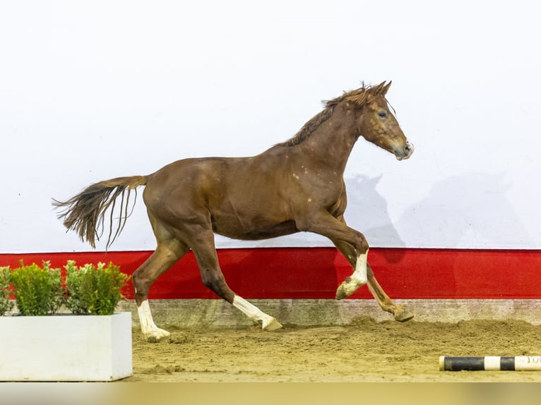 KWPN Étalon 2 Ans 166 cm Alezan brûlé in Waddinxveen