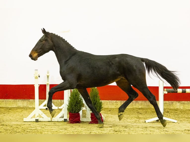 KWPN Étalon 2 Ans 166 cm Bai brun in Waddinxveen