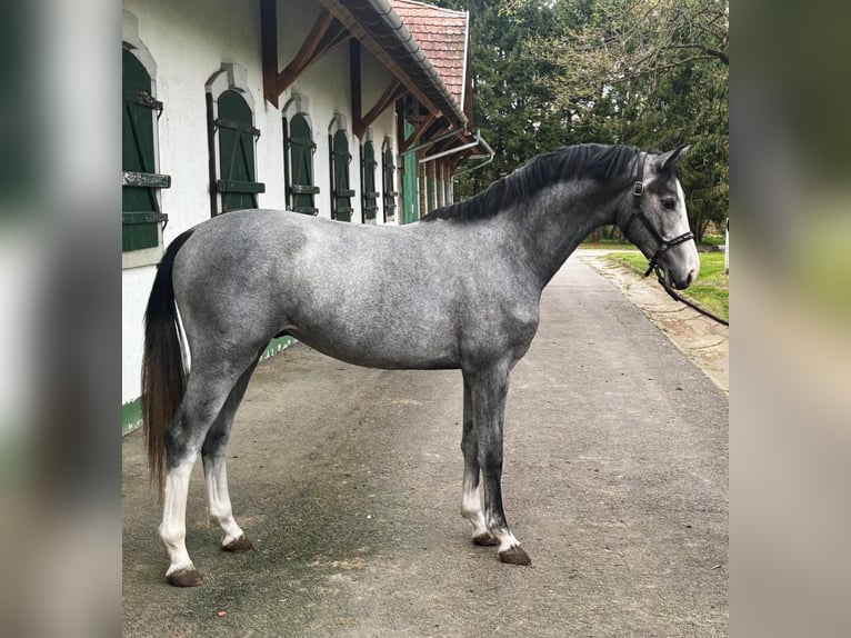 KWPN Étalon 2 Ans 166 cm Gris in Murska Soboda