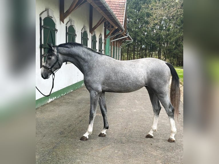 KWPN Étalon 2 Ans 166 cm Gris in Murska Soboda