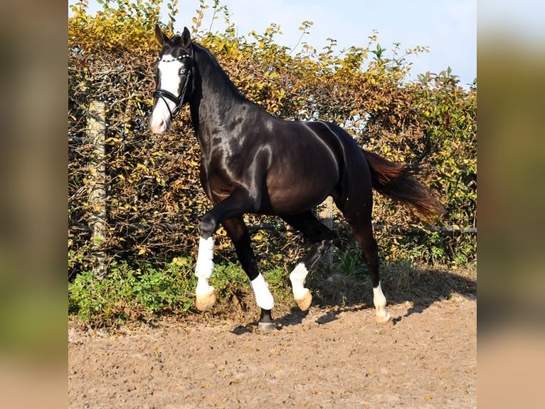 KWPN Étalon 2 Ans 166 cm Noir in Prinsenbeek