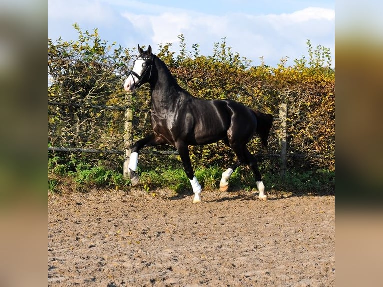 KWPN Étalon 2 Ans 166 cm Noir in Prinsenbeek