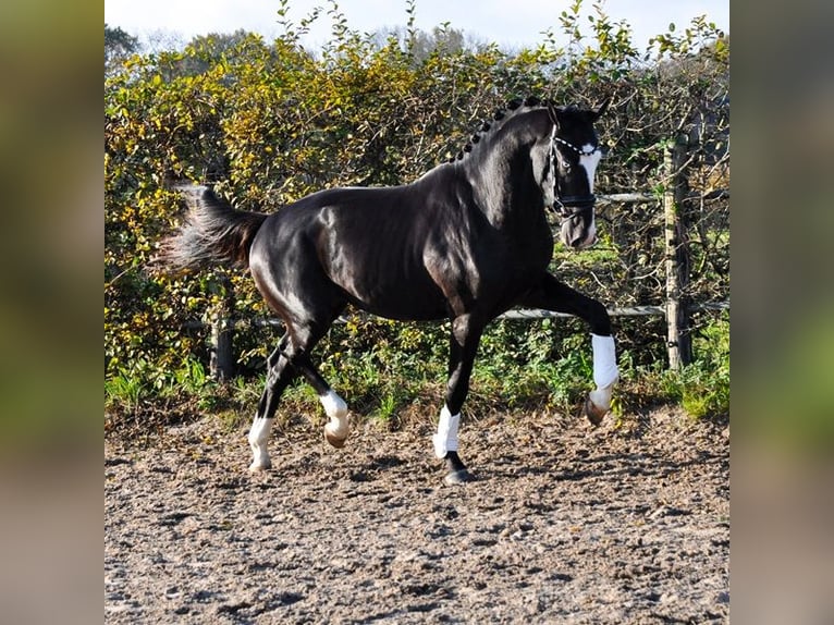 KWPN Étalon 2 Ans 166 cm Noir in Prinsenbeek