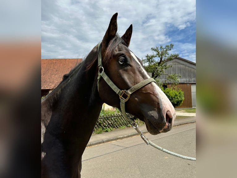 KWPN Étalon 2 Ans 167 cm Bai brun in Ulm