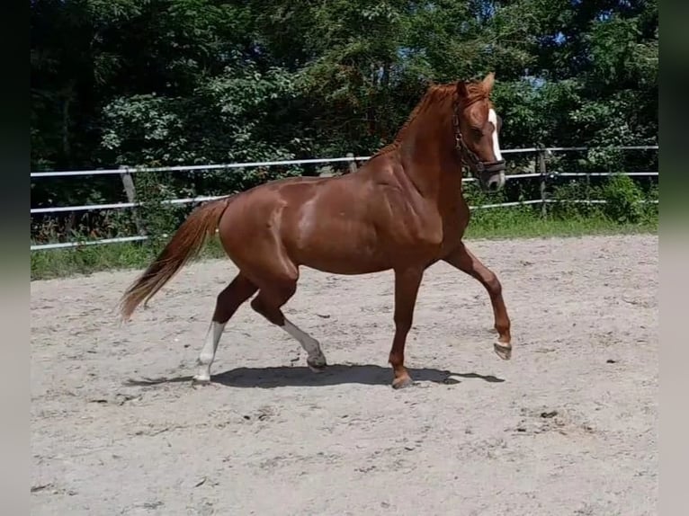KWPN Étalon 2 Ans 168 cm Alezan in Ferwoude