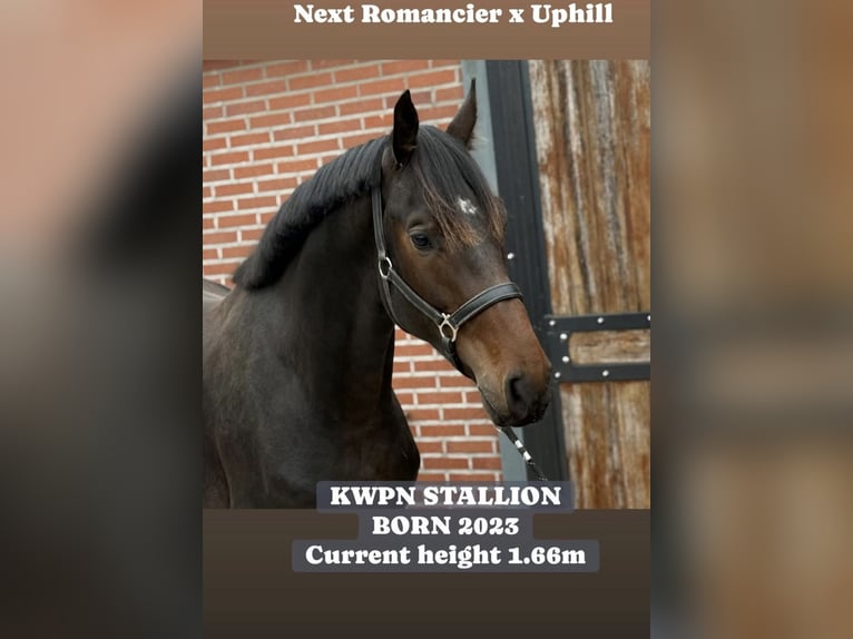 KWPN Étalon 2 Ans 168 cm Bai brun in Zieuwent