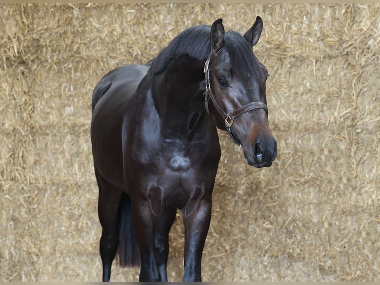 KWPN Étalon 2 Ans 168 cm Bai brun foncé in Moergestel