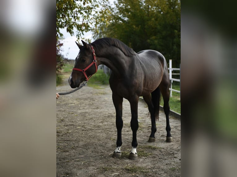 KWPN Étalon 2 Ans 168 cm Bai brun in Murska Soboda
