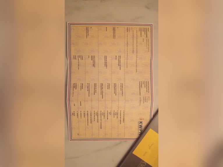 KWPN Étalon 2 Ans 168 cm Bai in Gyula