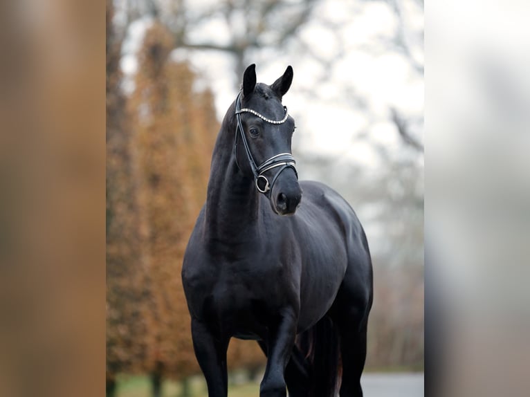 KWPN Étalon 2 Ans 168 cm Noir in Steinfurt