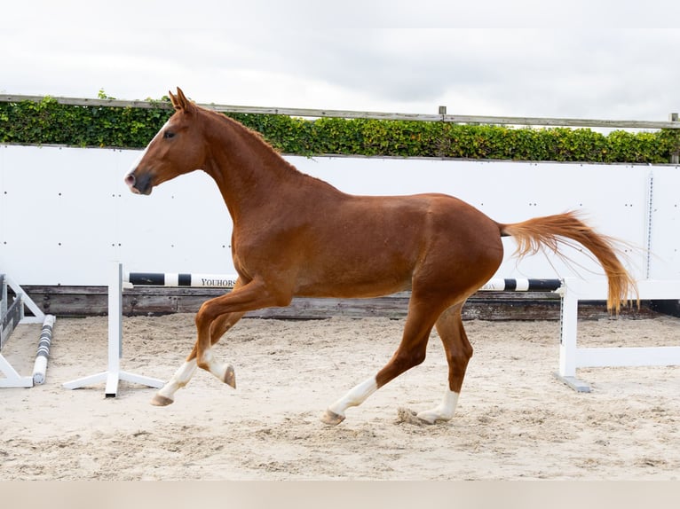 KWPN Étalon 2 Ans 169 cm Alezan in Waddinxveen