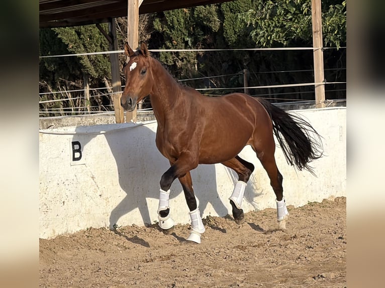 KWPN Étalon 2 Ans 169 cm Bai in Traveses (Partida)