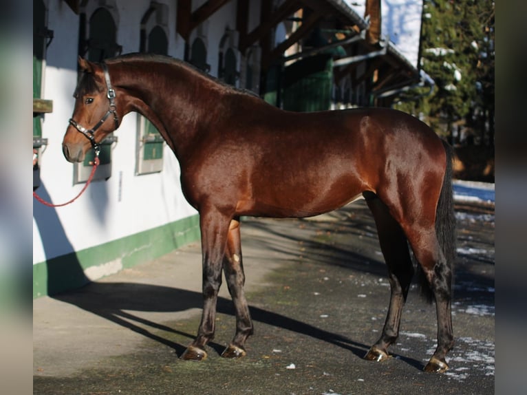 KWPN Étalon 2 Ans 169 cm Bai in Halbenrain