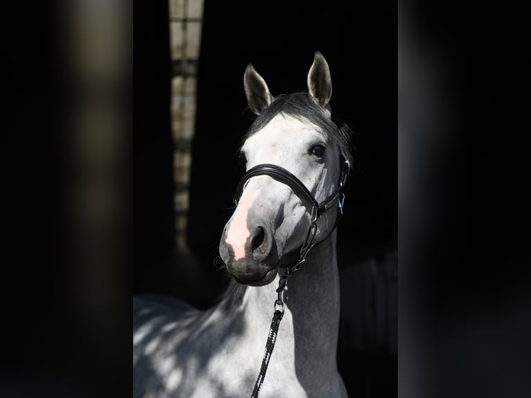 KWPN Étalon 2 Ans 170 cm Gris in Geilenkirchen