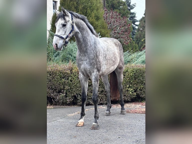 KWPN Étalon 2 Ans 170 cm Gris pommelé in B&#xE9;k&#xE9;s
