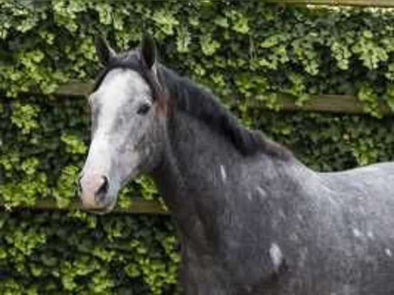 KWPN Étalon 2 Ans 171 cm Gris in Waddinxveen