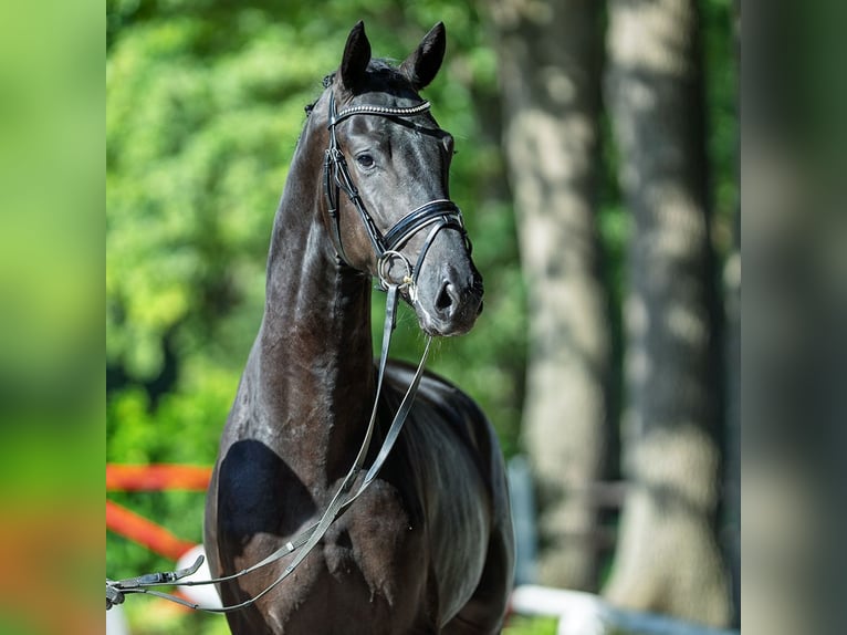 KWPN Étalon 2 Ans 172 cm Noir in M&#xFC;nster