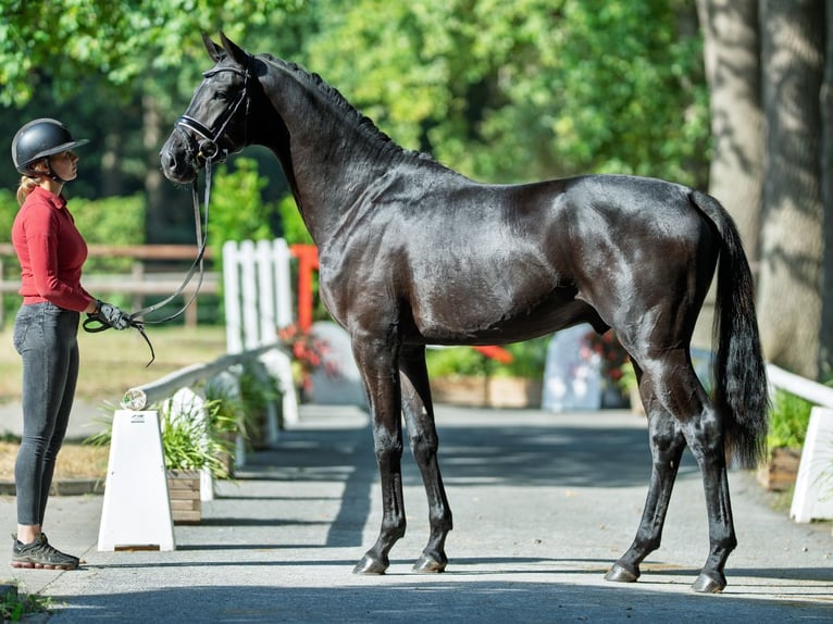 KWPN Étalon 2 Ans 172 cm Noir in M&#xFC;nster