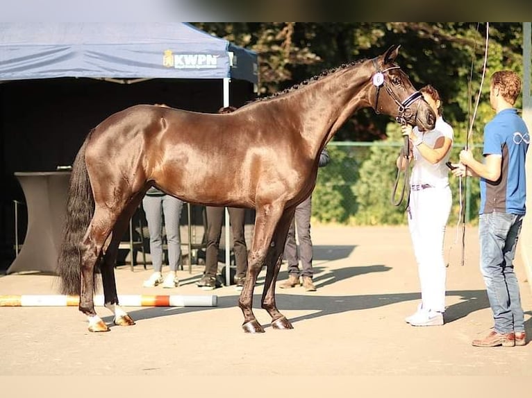 KWPN Étalon 2 Ans 174 cm Bai brun foncé in Stekene