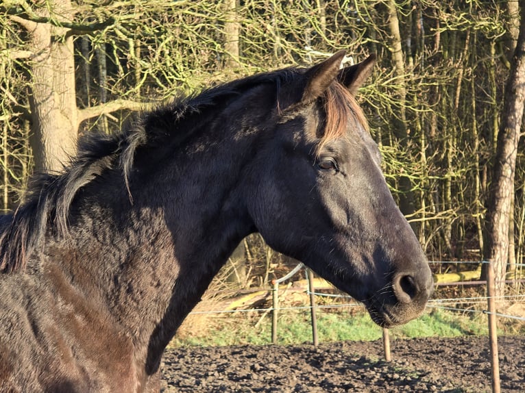 KWPN Étalon 2 Ans 174 cm Bai brun foncé in Stekene