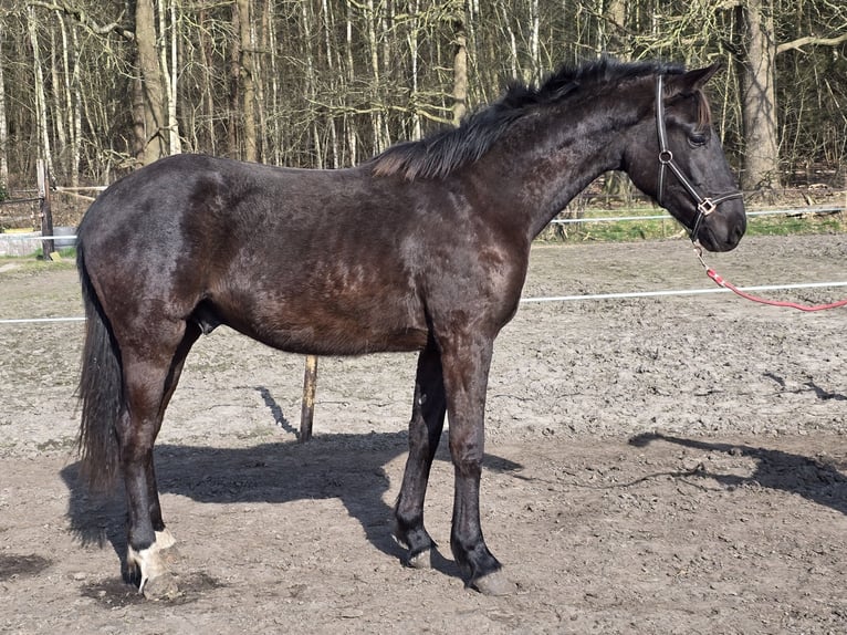 KWPN Étalon 2 Ans 174 cm Bai brun foncé in Stekene