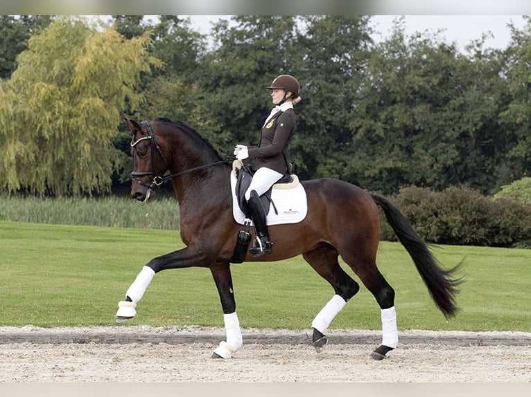 KWPN Étalon 2 Ans 174 cm Bai brun foncé in Stekene