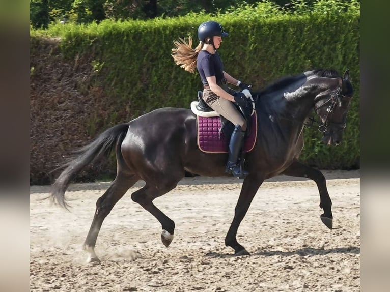 KWPN Étalon 2 Ans 174 cm Bai brun foncé in Stekene