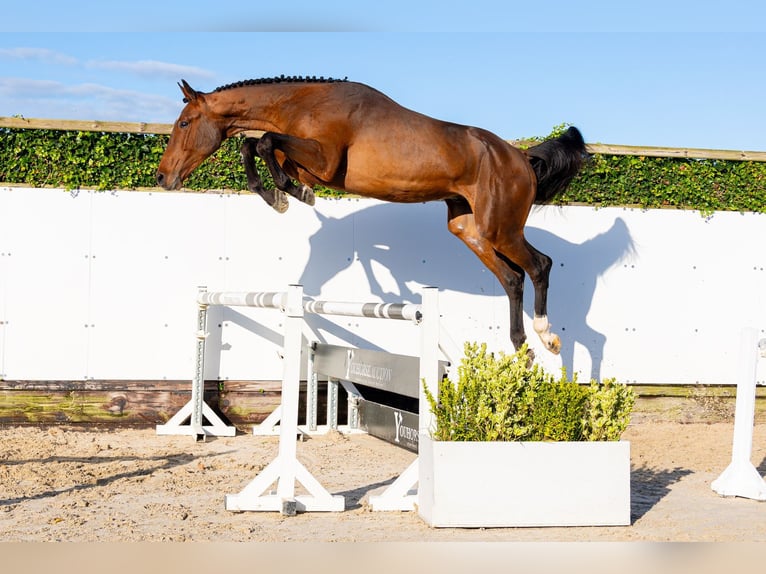 KWPN Étalon 2 Ans 174 cm Bai in Waddinxveen