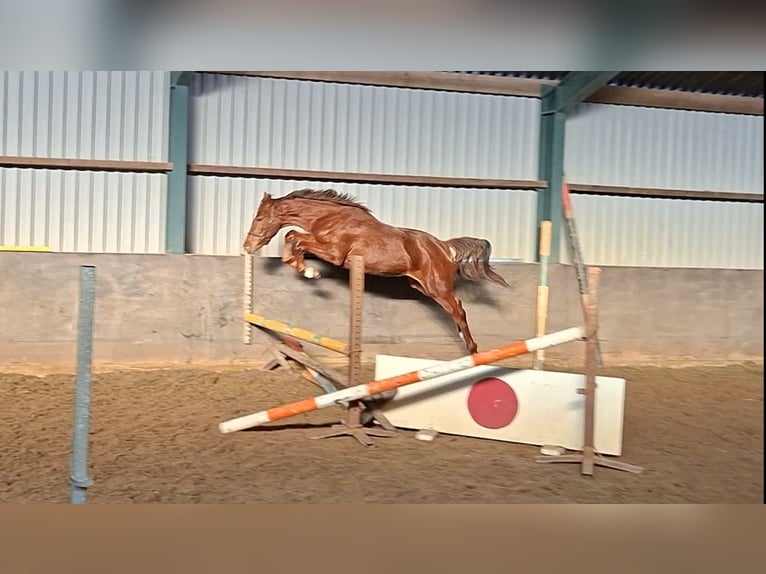 KWPN Étalon 2 Ans Alezan in Geesteren