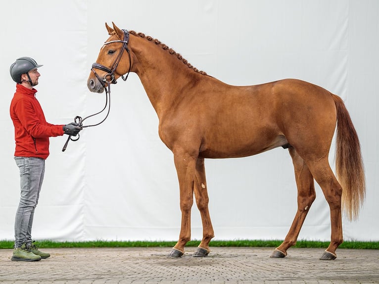 KWPN Étalon 2 Ans Alezan in Münster-Handorf