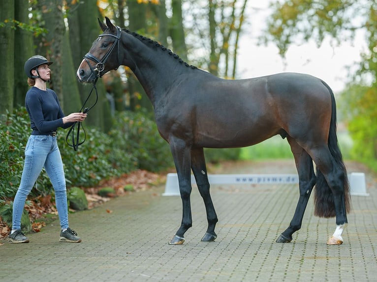 KWPN Étalon 2 Ans Bai brun in Rostock