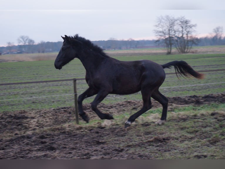 KWPN Étalon 2 Ans Bai brun foncé in Stekene