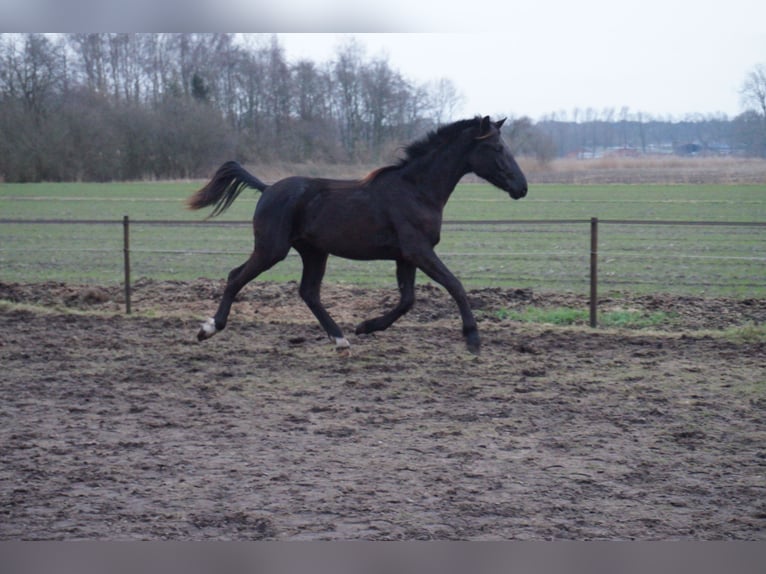 KWPN Étalon 2 Ans Bai brun foncé in Stekene