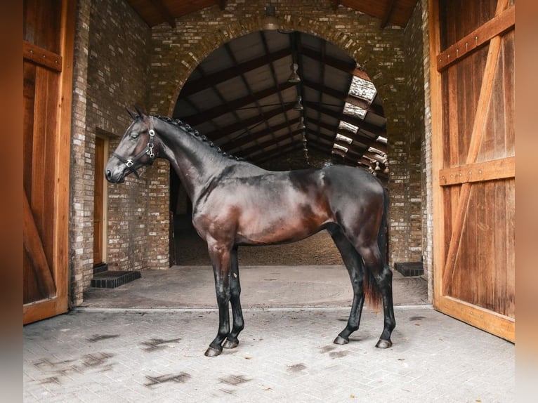 KWPN Étalon 2 Ans in Hapert