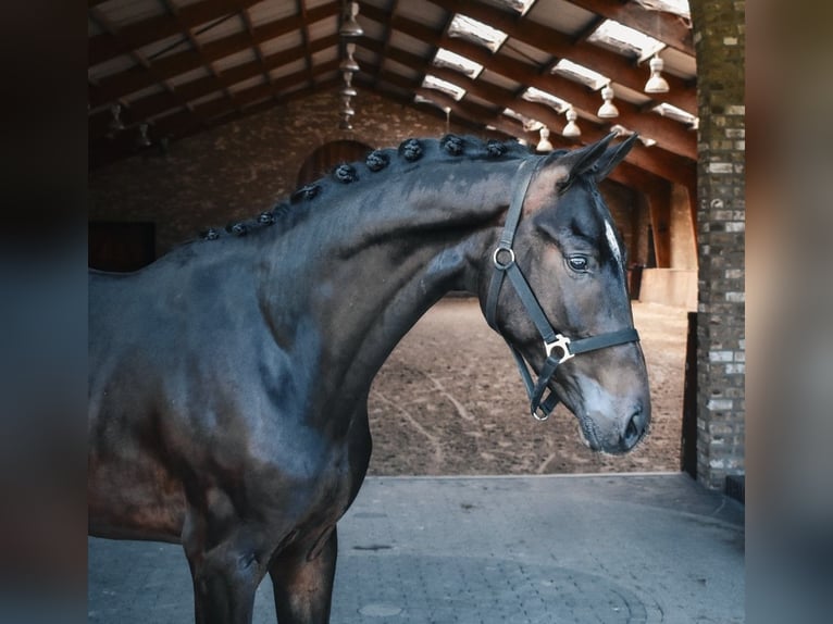 KWPN Étalon 2 Ans in Hapert