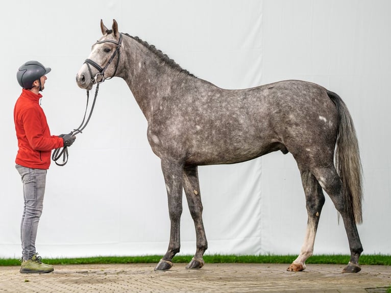 KWPN Étalon 2 Ans Gris in Münster-Handorf