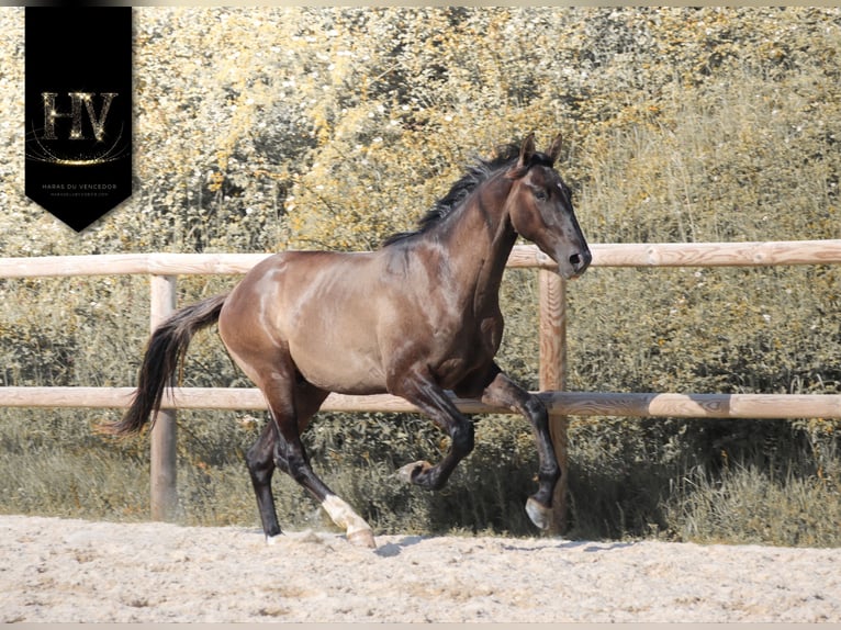 KWPN Étalon 2 Ans Grullo in Marly-sous-Issy
