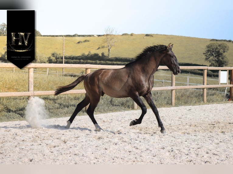KWPN Étalon 2 Ans Grullo in Marly-sous-Issy
