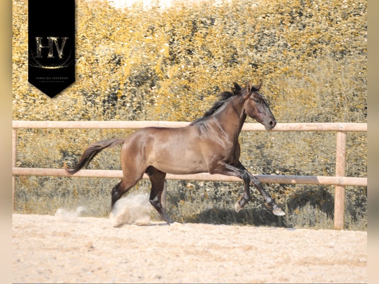 KWPN Étalon 2 Ans Grullo in Marly-sous-Issy
