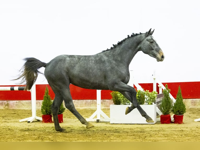 KWPN Étalon 3 Ans 155 cm Gris in Waddinxveen