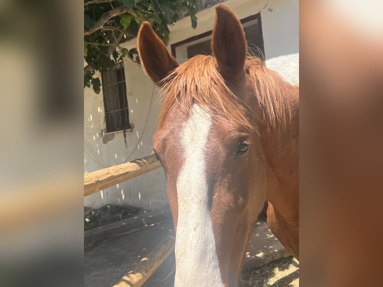KWPN Étalon 3 Ans 160 cm Alezan brûlé in Mijas Costa