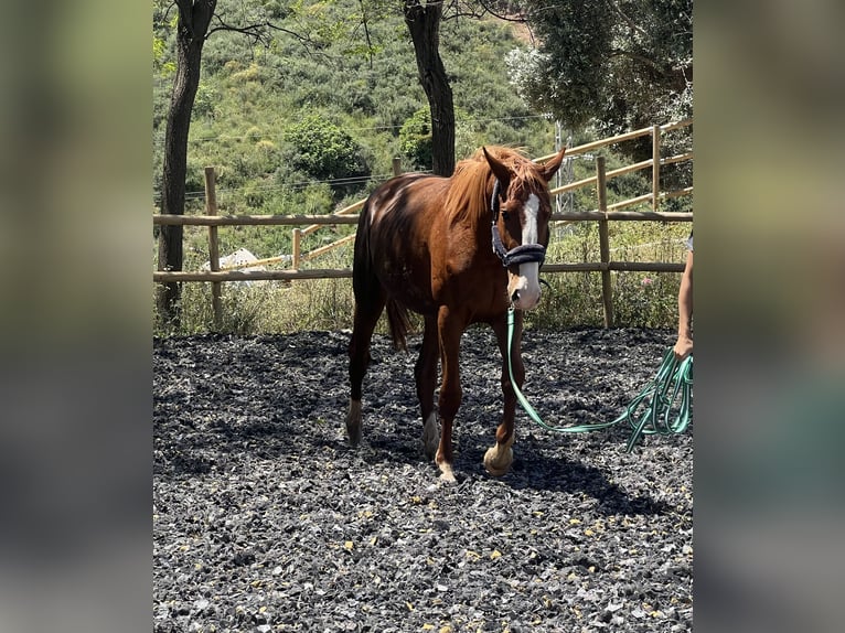 KWPN Étalon 3 Ans 160 cm Alezan brûlé in Mijas Costa