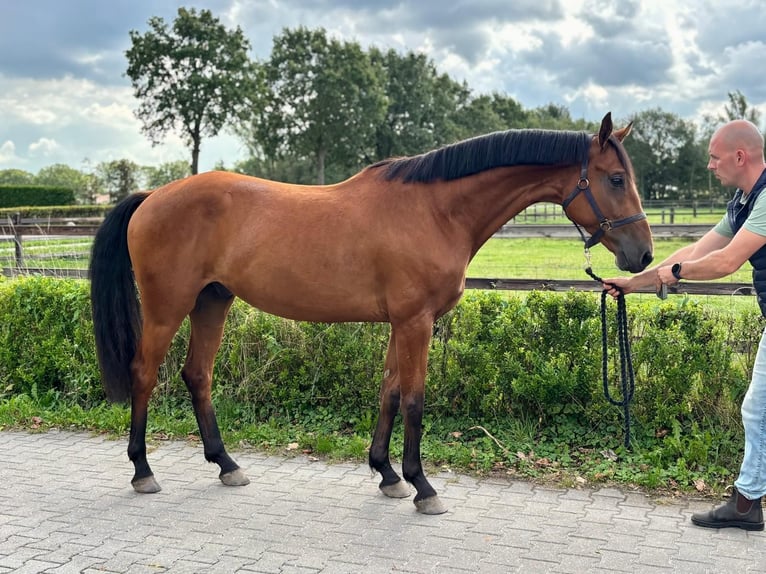 KWPN Étalon 3 Ans 160 cm Bai in Kerkenveld