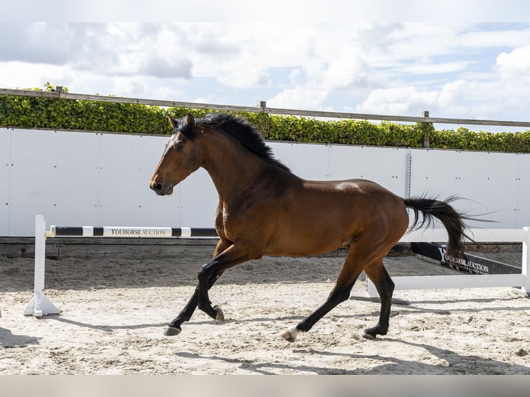 KWPN Étalon 3 Ans 160 cm  in Waddinxveen