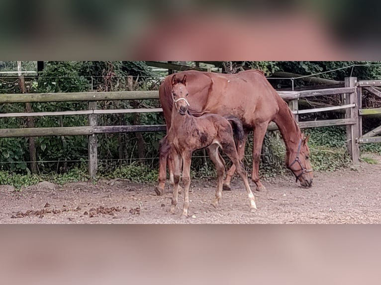 KWPN Étalon 3 Ans 162 cm Bai brun foncé in Groenlo van