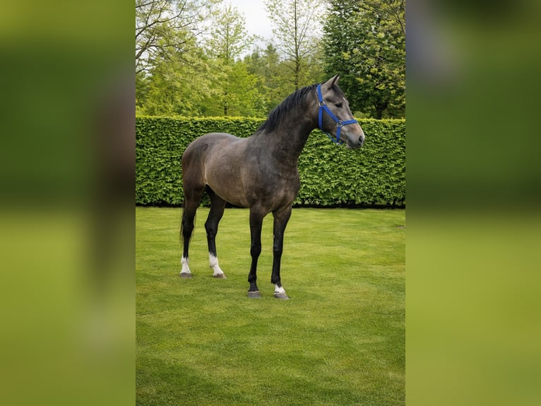 KWPN Étalon 3 Ans 162 cm Gris (bai-dun) in Königsbach-Stein