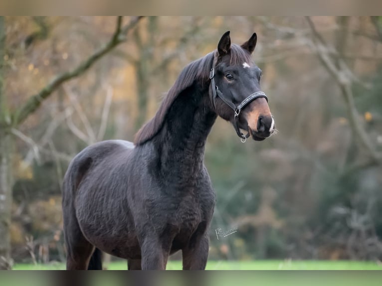KWPN Étalon 3 Ans 163 cm Bai brun in Peer